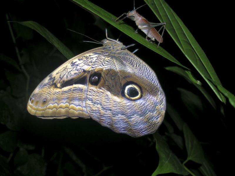 Owl moth Amazon jungle - Owl moth Amazon jungle©2003 Martin Oretsky